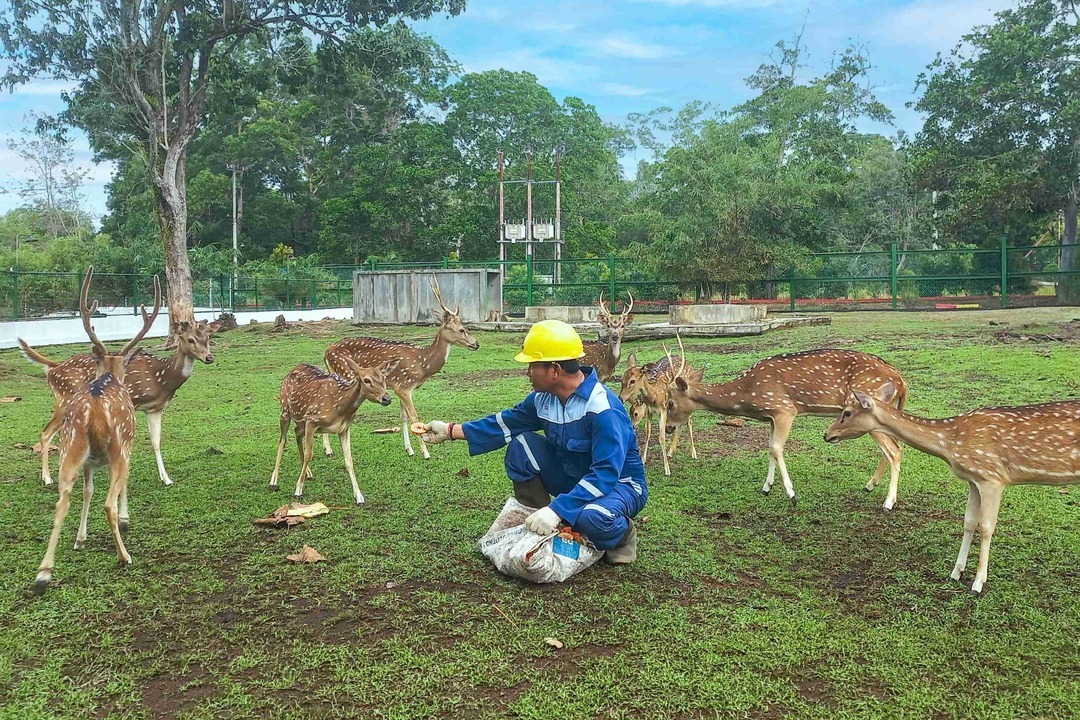 ISS Pet Sitter PT Timah-1
